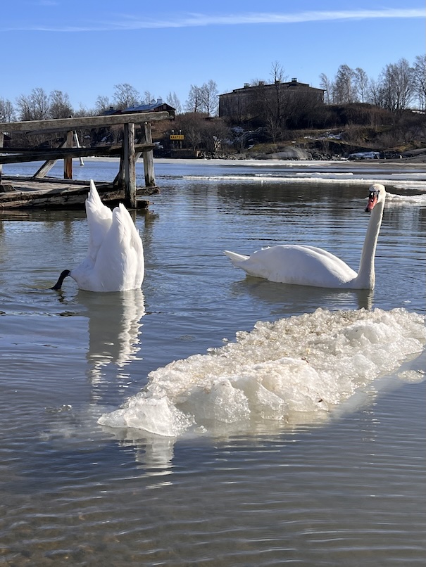 joutsenet etsivät ruokaa